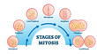 Stages of mitosis, vector illustration diagram