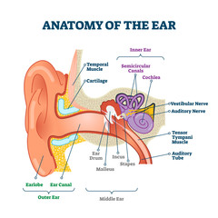 Canvas Print - Anatomy of the ear, labeled health care vector illustration diagram