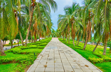 Canvas Print - The green palm alley in Rajapruek park, Chiang Mai, Thailand