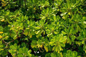 green bush in an island in maldives