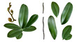 a set of orchid leaves, stem, branch and buds isolated