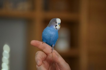  Tame cute blue talking budgerigar on hand at human owner     