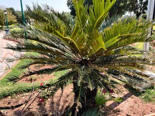 Green beautiful palm tree isolated in nature background