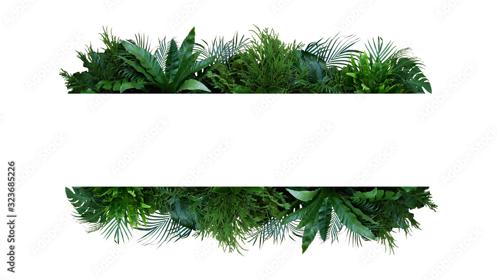 Green leaves nature frame layout of tropical plants bush (Monstera, palm, fern, rubber plant, pine, birds nest fern) foliage floral arrangement on white background with clipping path. - obrazy, fototapety, plakaty 