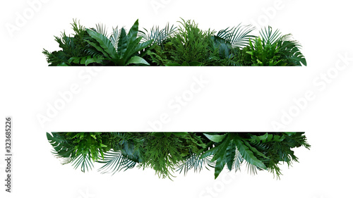 Cuadros en Lienzo Green leaves nature frame layout of tropical plants bush (Monstera, palm, fern, rubber plant, pine, birds nest fern) foliage floral arrangement on white background with clipping path