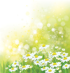 Wall Mural - vector summer, nature background. daisy flowers in sunshine.