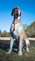 Poster - Proud looking Great Dane purebred