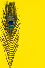 Composition Of Single Peacock Feather On A Yellow Background. 