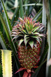 pineapple on a green background