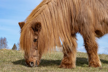 Close Up Of A Very Old And Hairy Icelandic Horse In Sunlight