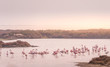 Group of flamingos walking in the same direction at Ebro Delta Natural Park. African birds. The greater flamingo or Phoenicopterus roseus is the most widespread and largest species of the flamingo