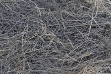 Dry Gray Grass As Background