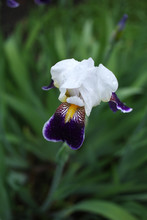 White Iris Flower With Purple Petals On A Summer Rainy Day.
