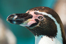 Humboldt Penguin Close-up Portrait
