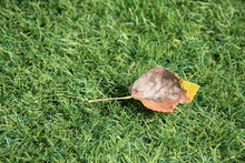 Dry Leaf On The Grass