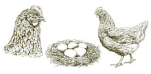 Chicken, Hen, Eggs In A Nest, Hand Drawn Illustration.