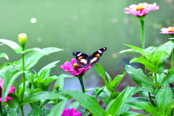 Wall Mural - Flowers daisies in summer spring meadow on background blue sky with white clouds, flying orange butterfly, wide format. Summer natural idyllic pastoral landscape, copy space.