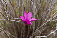 Lone Purple Flower On A Leafless Bush In February