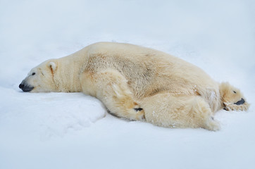 Wall Mural - polar bear in snow