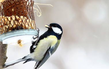 The great tit sits on a feeder on a blurry gray background and holds a grain in its beak..