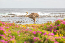 Ostrich Walk For Living On Field At Seaside : Cape Of Good Hope , South Africa