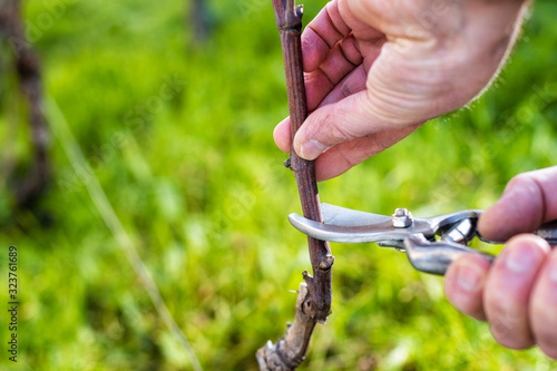 Fotomural Close-up of a vine grower hand