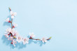 pink cherry flowers on blue background