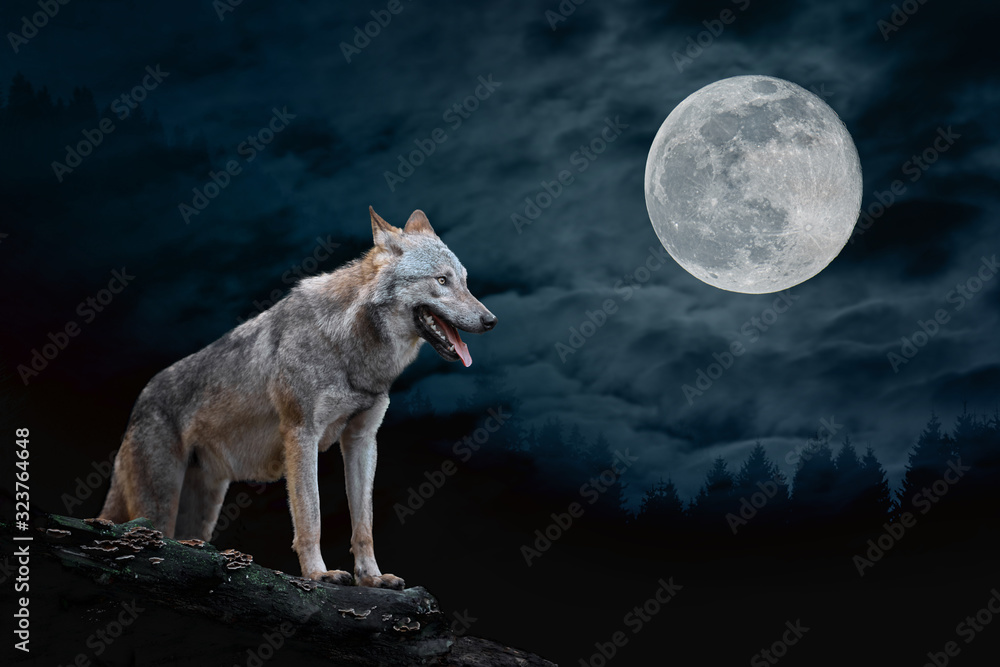 Wolf in the background of the moon - obrazy, fototapety, plakaty 