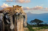 Fototapeta Zwierzęta - Leopard sitting on a tree