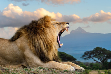 Poster - Wild african angry lion. National park of Kenya, Africa