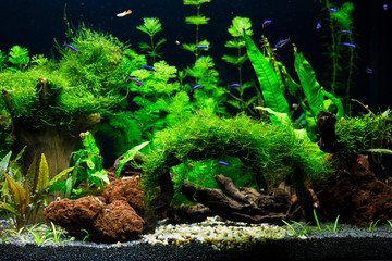 Poster - Freshwater planted aquarium