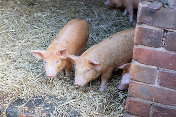 Wall Mural - pigs