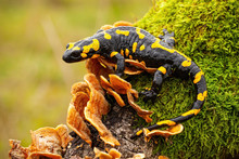 Fire Salamander, Salamandra Salamandra, Looking Sideways From A Moss Covered Tree In Forest. Patterned Toxic Animal With Yellow Spots And Stripes In Natural Habitat.