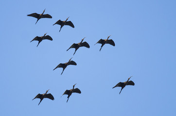 Canvas Print - Flock of White-faced Ibis Flying in a Blue Sky