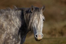 Closeup Of A White Mustang Horse In A Field Under The Sunlight With A Blurry Background