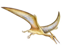 Pteranodon Flying Free Stock Photo - Public Domain Pictures