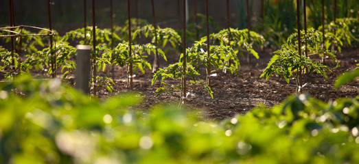 Wall Mural - Jardin potager et pieds de tomate au printemps.