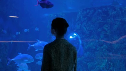 Wall Mural - Woman silhouette looking at fish in large public panoramic aquarium tank at oceanarium. Blue low light illumination - back view. Tourism, education, underwater life and entertainment concept