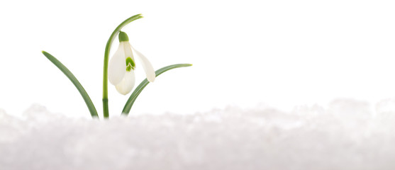 Wall Mural - Snowdrop and Snow.