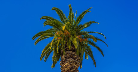 Wall Mural - tropic palm tree green leaves south vivid colorful landscape scenic view on blue sky background space summer time bright day weather