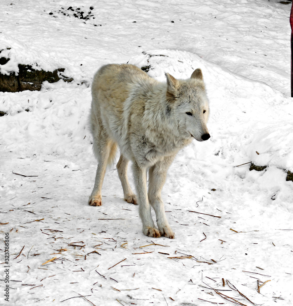 Tundra wolf (Canis lupus albus), also known as Turukhan wolf on snow in winter