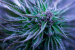 strains of cannabis blue or purple colors, medical cannabis
