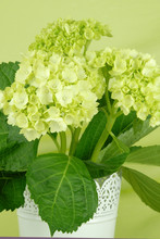 Green Hydrangea Flowers Isolated On An Elegant Green Fabric Background