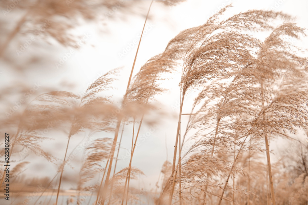 Pampas grass outdoor in light pastel colors. Dry reeds boho style  - obrazy, fototapety, plakaty 