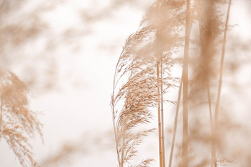 Pampas grass outdoor in light pastel colors. Dry reeds boho style 