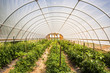 © MACO - View into a greenhouse growing tomatoes. Laurel, Montana, USA