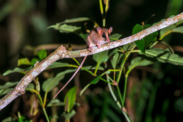 Brazilian gracile opossum photographed  in Santa Maria de Jetiba, Espirito Santo - Southeast of Brazil. Atlantic Forest Biome. Picture made in 2016.