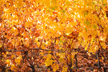 Countryside of Barolo, in autumn season, famous wine production city of Langhe, Piedmont, Italy