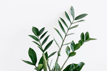 Wall Mural - green Zamioculcas zamiifolia plant with white background 