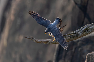 Wall Mural - a pair of peregrine falcons after mating.